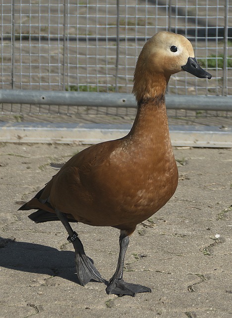 基本素养